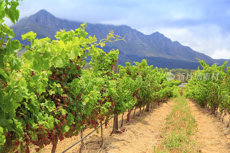 Simonsberg - Stellenbosch葡萄酒区